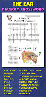 Help Students Learn And Remember The Parts Of The Ear Using This Diagram Crossword Bonus Activity When The Ear Diagram Human Ear Diagram Human Body Systems