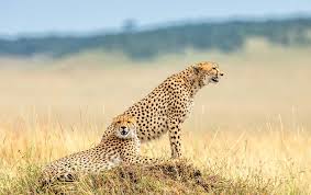 Cheetah - Best Cheetah Safaris in Africa | African Wildlife Safaris