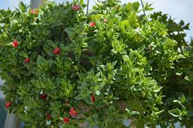 Baby Sun Rose Hanging Basket Easy To Care For Garden Plants Plants Hanging Baskets