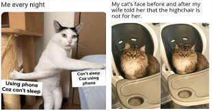 Start your day with saturday memes and see the difference in your life. Caturday Is Here In A Major Way 50 Cat Memes Mimicnews