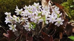 Same day delivery & 20% off! Gardening With Native Plants Patterns Of Spring Growth Uw Arboretum