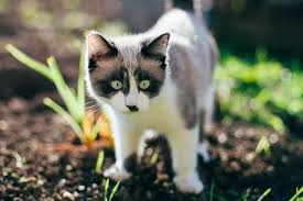 The distemper shot for cats can be administered as early as six weeks old. Distemper Vaccine For Cats What You Need To Know We Re All About Cats