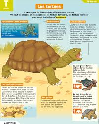 Les Tortues Tortue Documentaire Animaux Tortues Terrestres