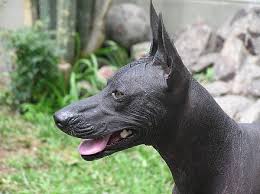 The lack of hair requires a lot of care, and also a puppy can cost around 3000 dollars, 2500 english pounds. Peruvian Hairless Dog Wikiwand