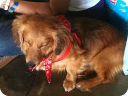 Feel free to browse hundreds of active classified puppy for sale listings, from dog breeders in pa and the surrounding areas. Buffalo Ny Dachshund Meet Snootz A Pet For Adoption