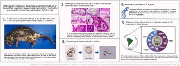 Image result for Sarcoptes scabiei life cycle