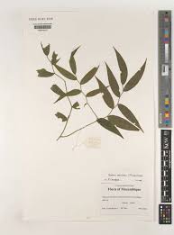 Image result for Behnia reticulata