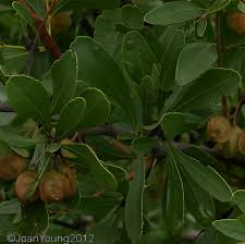 Image result for Gymnosporia tenuispina