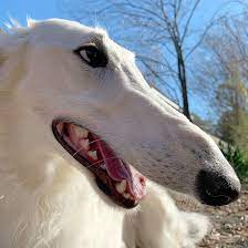 Borzoi, the russian wolfhound, is the most aristocratic russian dog breed. Borzoi Dog With Longest Nose Earns Her Instagram Following