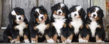 Hi is a friend for life. Tollhaus Bernese Mountain Dogs Georgia Bernese Mountain Dogs Puppies Breeders Georgia