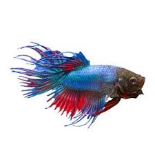 You can't trade them in or get anything for them. Fish Walmart Com