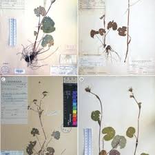 Image result for Senecio polyanthemoides