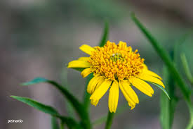 Image result for Pascalia glauca