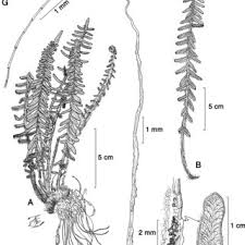 Image result for Pellaea doniana