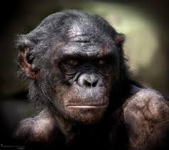Action figure from dawn of the planet of the apes series 2. Rise Of The Planet Of The Apes Koba By Jsmarantz On Deviantart