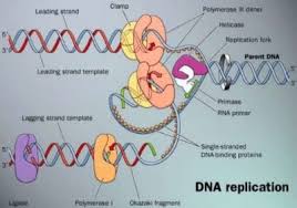 Tuliskan secara skematis mekanisme pendengaran!. Replikasi Dna Semikonservatif Pengertian Komponen Model