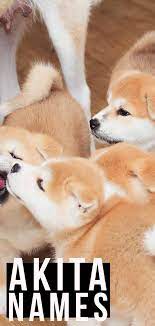 Akita Names Great Names For Your Dog Akita Dog Dog Facts Akita Puppies