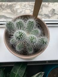 I place my dried cactus cutting into the container. How To Propagate A Cactus