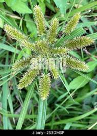 Image result for Cyperus cyperoides