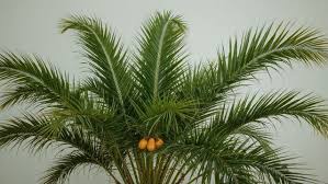 Image result for Elaeis