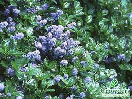 California Lilac Ceanothus Acmg Recommended Landscaping Plants Plants Landscaping On A Hill