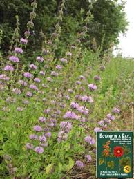I love kenaf and do grow it. Lamiaceae Mint Family Labiatae Identify Plants And Flowers