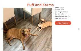 Maybe you would like to learn more about one of these? Stressful Shelters No Longer Needed To Find New Homes For Pets Local News Nwitimes Com