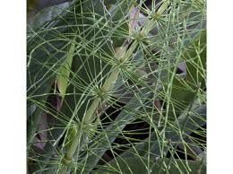 Image result for Equisetaceae