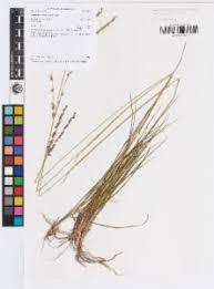 Image result for Alloteropsis semialata