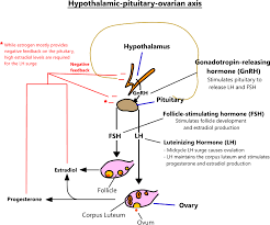 Female Hormone Physiology