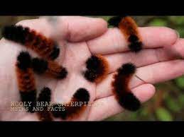 The Wooly Bear Caterpillar Myths And Facts With Chris Walklet Youtube