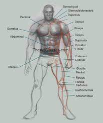 The character has anatomically correct athletic body and has very detailed topology. How To Draw Man Muscles Body Anatomy Male Body Drawing Guy Drawing Anatomy Drawing