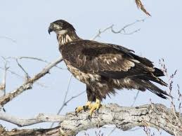 Birds With White Heads And Brown Bodies Bald Eagle Second Year Bald Eagle Bald Eagle Photo Eagle
