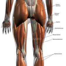 Skeletal muscle groups front and back. Rear View Of Leg Muscles On White Background With Labels Waist Down Low Section Stock Photo 200635412
