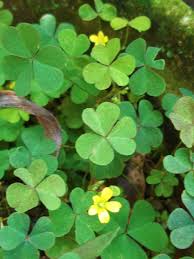 Maybe you would like to learn more about one of these? 42 Clover Flowers Snapshots By Twinkle