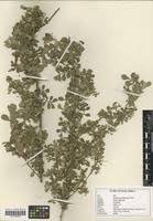 Image result for Harrisonia