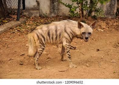 Indian Hyena Hemalkasa Maharashtra India Stock Photo 1209096652 | Shutterstock