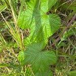 Image result for Ipomoea wightii