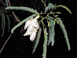 Image result for Sesbania macrantha