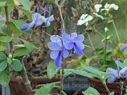 Image result for Rotheca myricoides