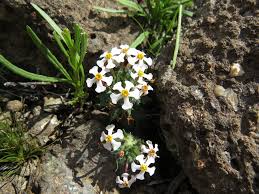 Image result for Wahlenbergia huttonii