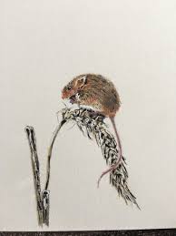 Field Mouse Coloured Pencil Drawing Mouse Drawing Color Pencil Drawing Drawings