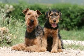 Airedale Terrier Dog Breed Information