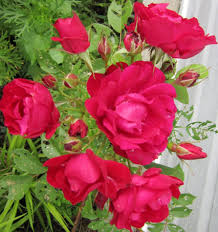 Image result for Rosa sp.