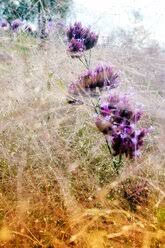 Celebrate the home easter decorative grass, 30 grams, purple. Grass And Purple Flowers Stockphoto
