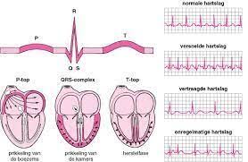 Afbeeldingsresultaat Voor Bouw Hart Cardiology Nursing Study Nurse
