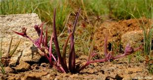 Image result for Cyanotis sp. aff. C. lapidosa