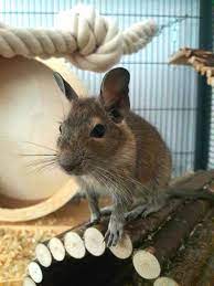 Pin On Adorable Pets