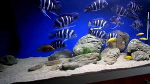 Frontosa Cichlid Care Size Lifespan Tankmates Breeding