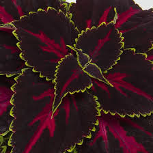 Image result for Coleus tetragonus